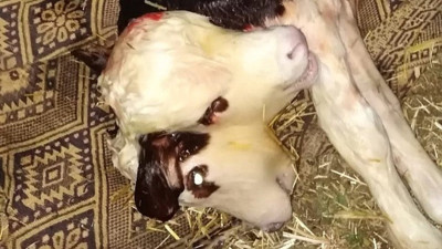 Tokat'ta çift başlı buzağı doğdu