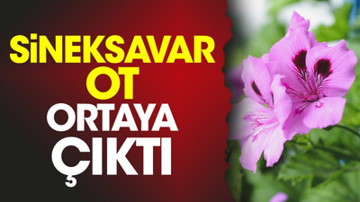 Sineksavar ot ortaya çıktı