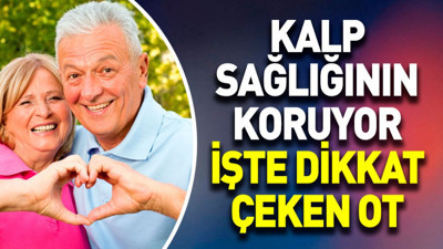 Kalp sağlığının koruyor. İşte dikkat çeken ot