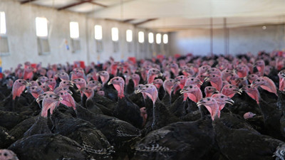 Hindi fiyatları cep yakıyor. Yılbaşı sofralarının vazgeçilmesi