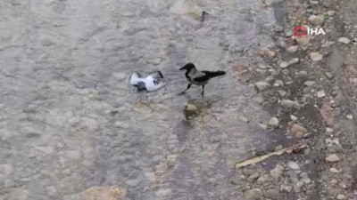 Boğulan güvercini kurtarmaya çalışan kargalar görüntülendi