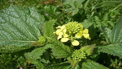 Bronşit ve zatürreye birebir. İşte dikkat çeken ot