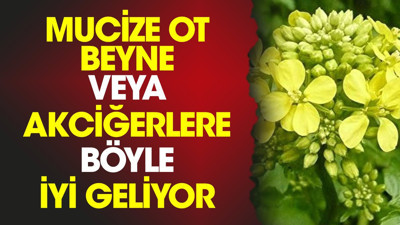 Mucize ot beyne veya akciğerlere böyle iyi geliyor