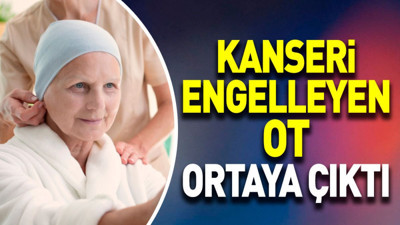 Kanseri engelleyen ot ortaya çıktı