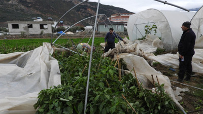 Samandağ’da hortum seraları yıktı