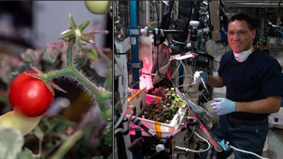 Uzayda kaybolan domates aylar sonra bulundu