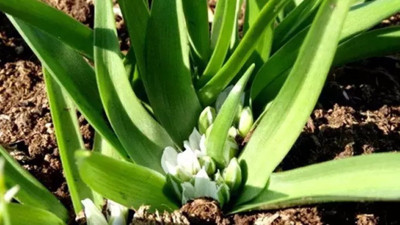 Karaman’da yetişiyor şifa dağıtıyor