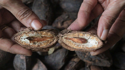 İşte Catappa’nın yararları