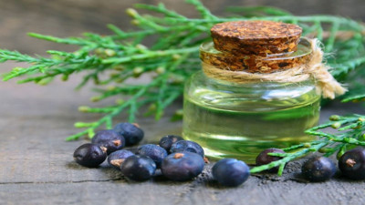 Bu meyvenin yağı şifa deposu (10 Aralık 2023)