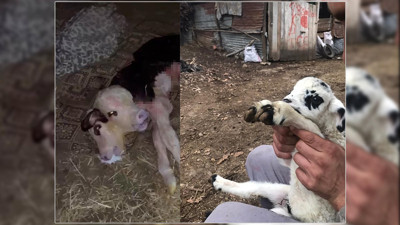 Önce çift başlı buzağı şimdi de ters tırnaklı kuzu. Tokat'ta hayvanlar garip bir şekilde doğuyor