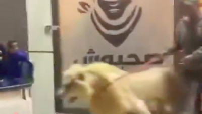 Libya'da Şaşırtan Olay: Bir Kişi Alışveriş Merkezine Aslanıyla Geldi!