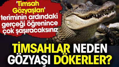 Timsahlar neden gözyaşı dökerler? 'Timsah Gözyaşları' teriminin ardındaki gerçek şaşırtıyor