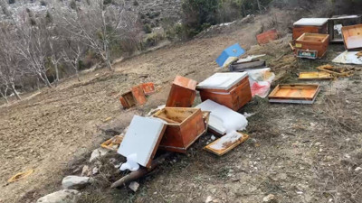 Ayılar 36 kovanı parçaladı, arılar telef oldu