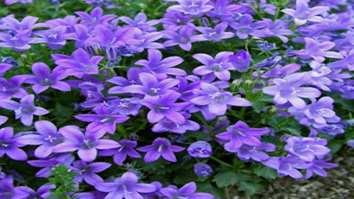 Yararları akla zarar çiçek (12 Aralık 2023)