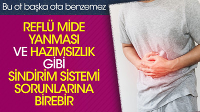 Reflü mide yanması ve hazımsızlık gibi sindirim sistemi sorunlarına birebir. Bu ot başka ota benzemez