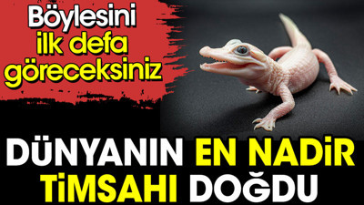 Dünyanın en nadir timsahı doğdu. Böylesini ilk defa göreceksiniz