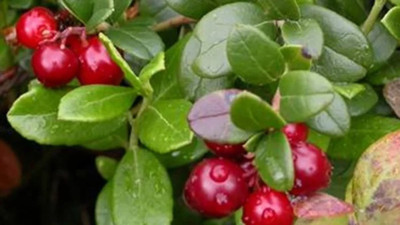 İt üzümü nelere iyi gelir (14 Aralık 2023)