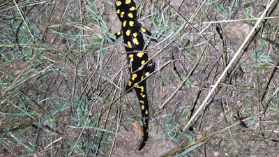 Elazığ’da ‘sarı benekli semender’ görüldü