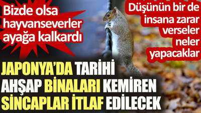 Japonya'da ahşap binaları kemiren sincaplar itlaf edilecek. Bizde olsa hayvanseverler ayağa kalkardı