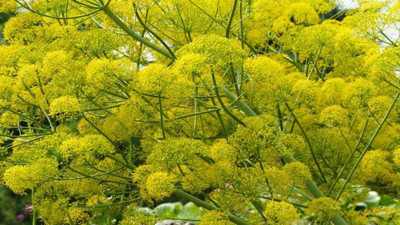 Erkeklerin dikkatine bu ot uçuruyor