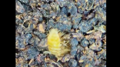 Poşet çayın mikroskop altındaki görüntüsü... İçinden neler çıktı neler!