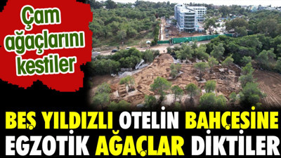 Çam ağaçlarını kestiler. Beş yıldızlı otelin bahçesine egzotik ağaçlar diktiler
