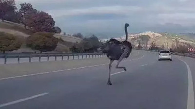 Kara yolunda deve kuşu paniği. Görenler şok oldu