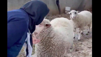 Kendisiyle oynamaya çalışan koyunu seven teyze yürekleri ısıttı