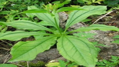 Ağrı gideriyor uyku düzenliyor