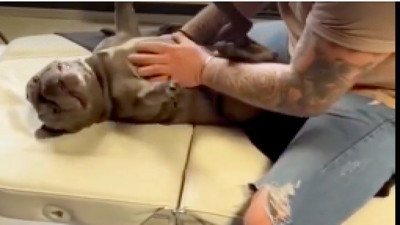 Şimdi de moda, hayvan fizyoterapistleri