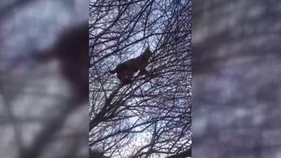 Kırmızı listede yer alan vaşak cep telefonu kamerasına yakalandı