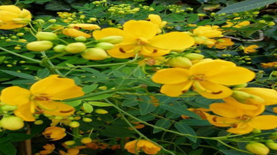 Saçlara iyi gelen şifalı ot