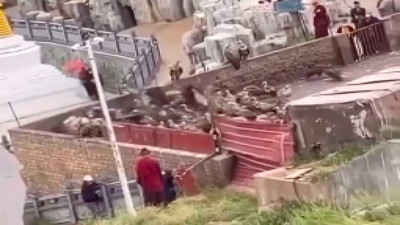 Cenazelerini akbabalara yedirip o anları izliyorlar...