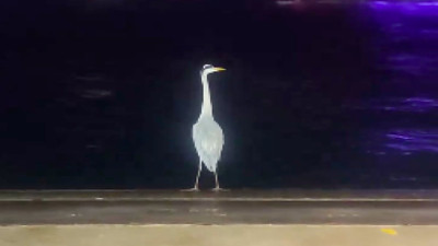 İstanbul'da deniz kenarında durup denizi izleyen leylek