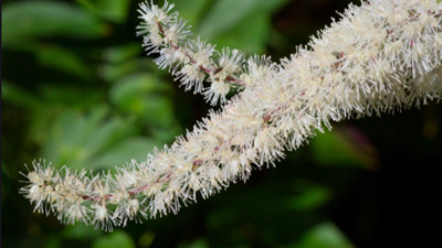 Meşhur Kohoş otu nelere iyi gelir