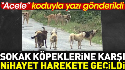 Sokak köpeklerine karşı nihayet harekete geçildi. 'Acele' kodu ile yazı gönderildi