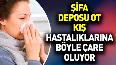 Şifa deposu ot kış hastalıklarına böyle çare oluyor