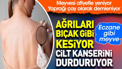 Ağrıları bıçak gibi kesiyor. Cilt kanserini durduruyor. Eczane gibi meyve. Meyvesi afiyetle yeniyor. Yaprağı çay olarak demleniyor