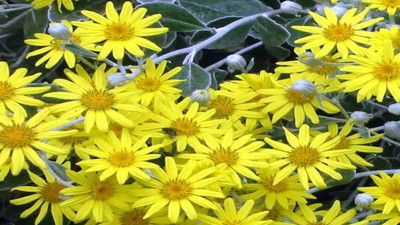 Rahim kanamasını durduruyor kurt döktürüyor ve...