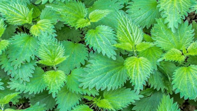 Bu otu Krallar Kraliçeler İmparatorlar bile kullandı