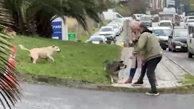 Yine köpek terörü. Bağcılar'da yoldan geçen adama köpekler saldırdı