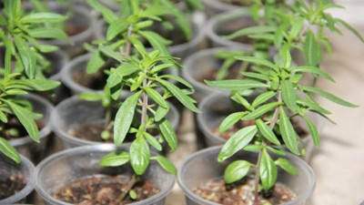 Çıbrıkayı yiyen dışarı kolay çıkıyor