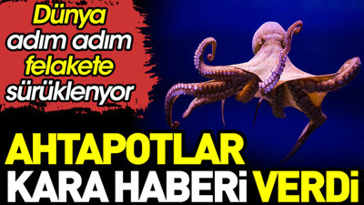 Ahtapotlar kara haberi verdi. Dünya adım adım felakete sürükleniyor