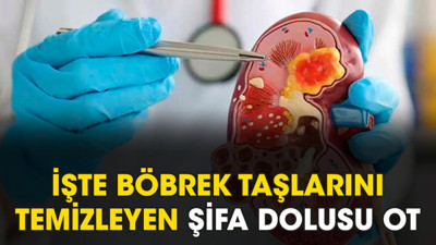 İşte böbrek taşlarını temizleyen şifa dolusu ot