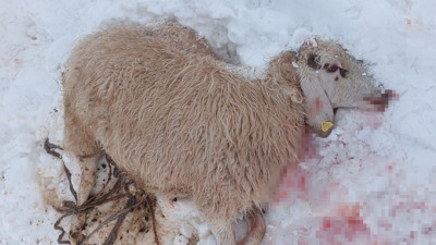 Kurtlar 30 küçükbaş hayvanı telef etti