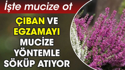 Çıban ve egzamayı mucize yöntemle söküp atıyor. İşte mucize ot
