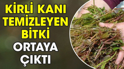 Kirli kanı temizleyen bitki ortaya çıktı