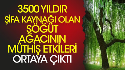 3500 yıldır şifa kaynağı olan söğüt ağacının müthiş etkileri ortaya çıktı