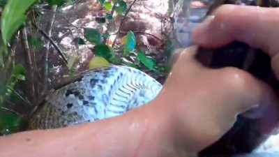 Sadece iki elini kullanarak piton yakaladı