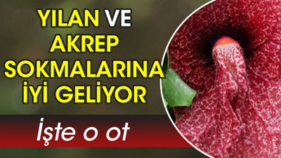 Yılan ve akrep sokmalarına iyi geliyor. İşte o ot